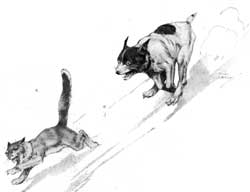 dog-chasing-a-cat